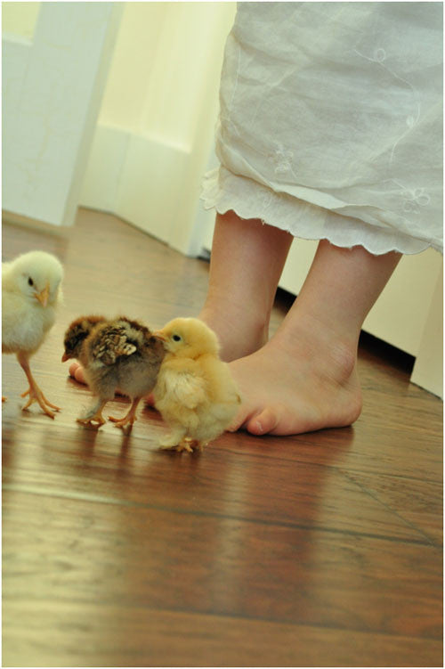 Chicks on wood floor