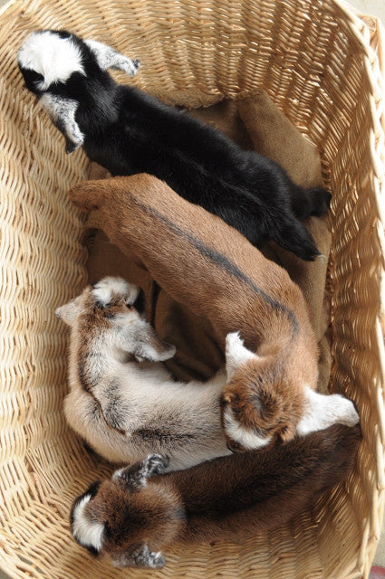 Baby Kinder Milk Goats